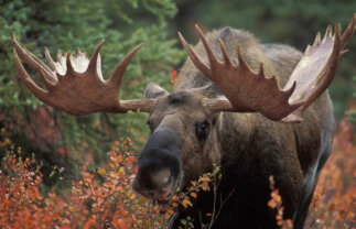 Pristine Wilderness of Alaska