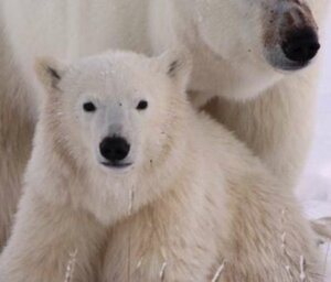 Polar Bears in Churchill – Photo Adventure