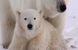 Polar Bears in Churchill – Photo Adventure