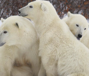 Polar Bears in Churchill