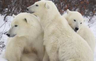 Polar Bears in Churchill