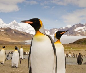 21-Day Falklands, South Georgia and Antarctica Tour