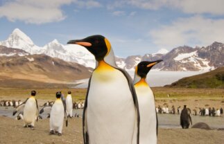 21-Day Falklands, South Georgia and Antarctica Tour