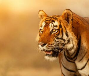 Indian Wildlife National Parks