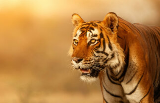 Indian Wildlife National Parks