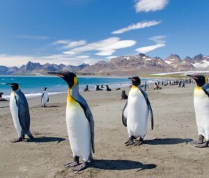 Premium Antarctica and South Georgia – Fly and Cruise