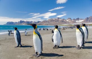 Premium Antarctica and South Georgia – Fly and Cruise