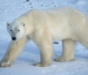 Polar Bears in Churchill – In Depth