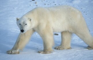 Polar Bears in Churchill – In Depth