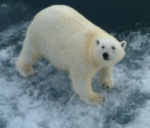 Polar Bears in Churchill – Photo Adventure