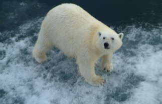 Polar Bears in Churchill – Photo Adventure