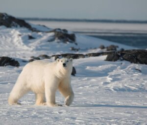 Greenland and Spitsbergen Islands Arctic and Wildlife Boat Tour