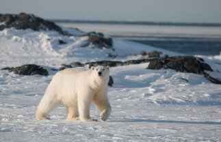 Greenland and Spitsbergen Islands Arctic and Wildlife Boat Tour