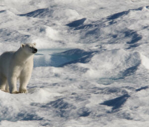 Iceland, Greenland and Canada Premium Boat Tour