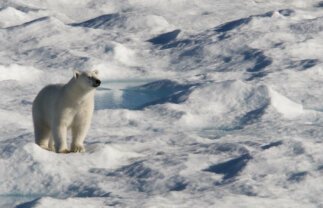 Iceland, Greenland and Canada Premium Boat Tour