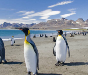 Falklands, South Georgia and Antarctica Wildlife Tour