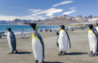 Falklands, South Georgia and Antarctica Wildlife Tour