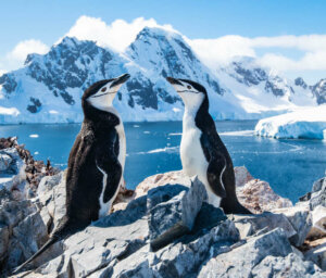 Naturalist-Guided Antarctica Boat Tour