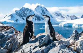 Naturalist-Guided Antarctica Boat Tour