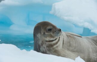 Antarctic Peninsula and Weddell Sea Premium Tour