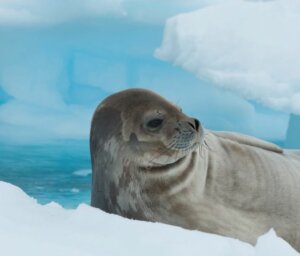 Premium Antarctic Peninsula and Weddell Sea Boat Tour