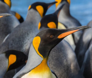 Antarctica, Falklands and South Georgia Premium Boat Trip