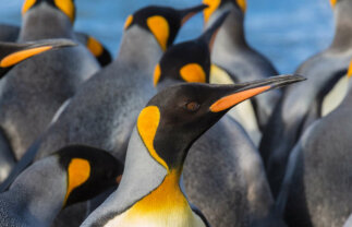 Antarctica, Falklands and South Georgia Premium Boat Trip