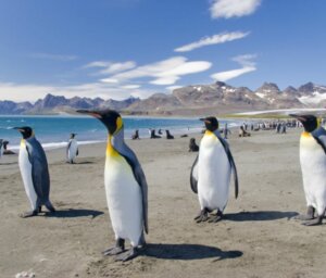 21-Day Falklands, South Georgia and Antarctica Tour