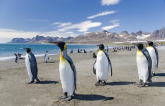 21-Day Falklands, South Georgia and Antarctica Tour