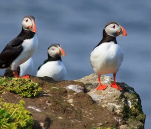 Luxury Scottish Island and Wildlife Boat Trip