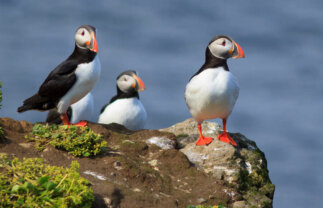 Luxury Scottish Island and Wildlife Boat Trip