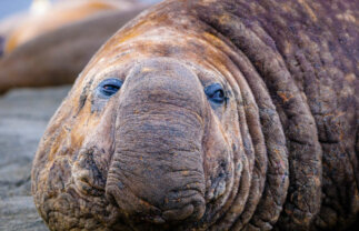 Antarctica, Falklands and South Georgia Premium Boat Trip