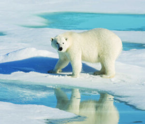 Arctic Nature Boat Tour – Scotland, Jan Mayen and Spitsbergen