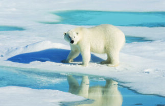 Arctic Nature Boat Tour – Scotland, Jan Mayen and Spitsbergen