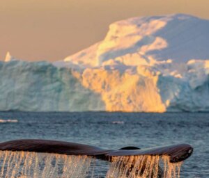 Greenland and Spitsbergen Islands Arctic and Wildlife Boat Tour