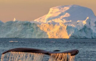 Greenland and Spitsbergen Islands Arctic and Wildlife Boat Tour