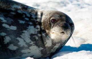 14-Day Antarctica Wildlife and Scenery Boat Tour