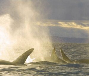 Greenland and Iceland Premium Boat Tour