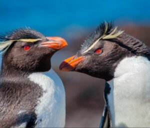 Sub-Antarctic Wildlife Premium Boat Tour