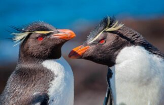 Sub-Antarctic Wildlife Premium Boat Tour