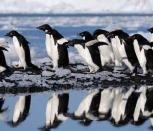 Falklands, South Georgia and Antarctica Wildlife Tour