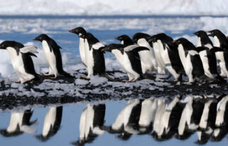 Falklands, South Georgia and Antarctica Wildlife Tour