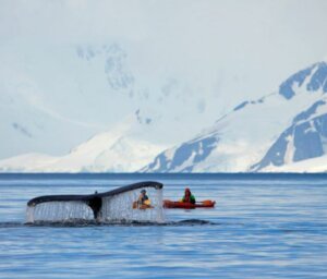 Naturalist-Guided Antarctica Boat Tour