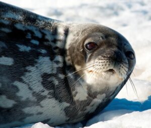 23 Day Antarctica, South Georgia & Falklands Tour