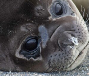 21-Day Falklands, South Georgia and Antarctica Tour