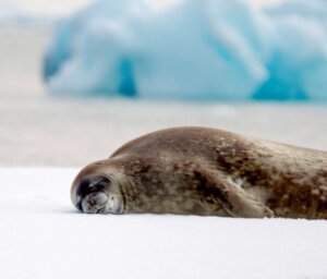 Naturalist-Guided Antarctica Boat Tour