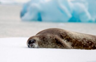 Naturalist-Guided Antarctica Boat Tour