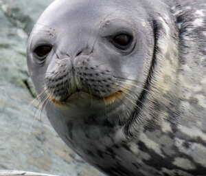 Premium Boat Tour of Antarctica Wildlife and Scenery