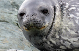 Premium Boat Tour of Antarctica Wildlife and Scenery