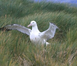 Sub-Antarctic Wildlife Premium Boat Tour